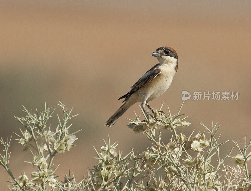 Woodchat Shrike, Lanius senator